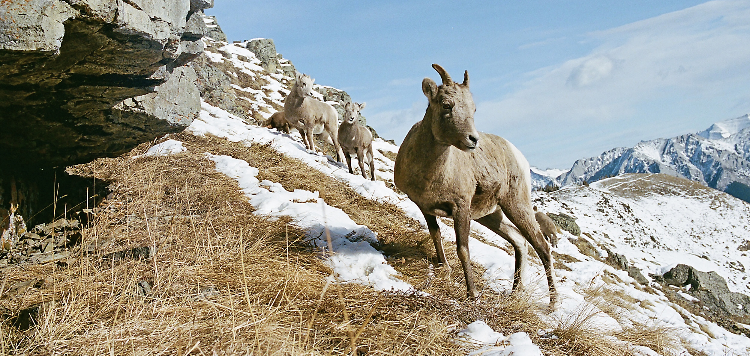 Bighorn lambs on a snowy mountainside